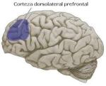 Corteza prefrontal dorso-lateral