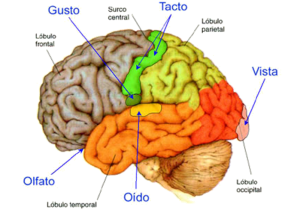 Sentidos Cortex