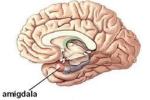 Amígdala