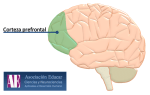 Corteza prefrontal